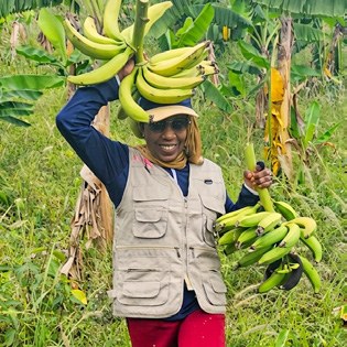 Récolte de régimes de plantains dans un champ en Guinée